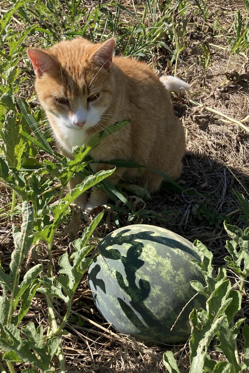 The same cat now sits beside a different watermelon and stares at it.