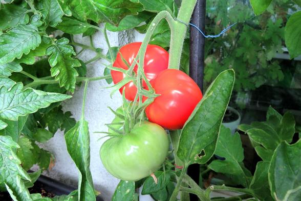 Drei große Tomaten hängen an einer Tomatenpflanze: Zwei sind vollreif und leuchtend rot, eine ist noch grün und unreif. Die Früchte wachsen an einem dicken, behaarten Stängel, der mit Draht an einer Metallstange befestigt ist.