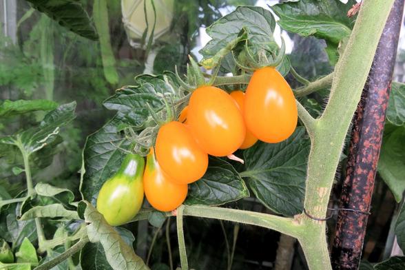 Mehrere orange-gelbe, birnenförmige Tomaten hängen an einem grünen Tomatenstrauch. Einige Früchte sind noch unreif und grün. Der behaarte Stängel ist an einer rostigen Metallstange befestigt.