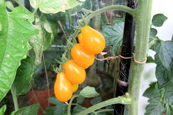 Ein Strang mit mehreren reifen, birnenförmigen, orange-gelben Tomaten hängt an einer Tomatenpflanze. Die Früchte wachsen an einem gebogenen, behaarten Stiel, der an einem Stützstab befestigt ist.