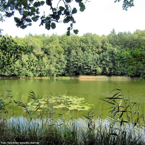 Grüner, ruhiger See umgeben von dichtem Laubwald. Im Vordergrund wachsen Schilf und andere Uferpflanzen, einige überhängende Äste rahmen das Bild ein. Auf der Wasseroberfläche treiben mehrere große Seerosenblätter. Das gegenüberliegende Ufer ist dicht mit Bäumen und Schilf bewachsen.