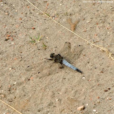 Libelle mit hellem, bläulich-grauem Hinterleib und transparenten, fein geäderten Flügeln sitzt auf sandigem Boden. Die Flügel sind ausgebreitet, die Flügelspitzen zeigen dunkle Punkte. Der Untergrund ist trocken, mit kleinen Kieselsteinen, Grasresten und vereinzelten Halmen.