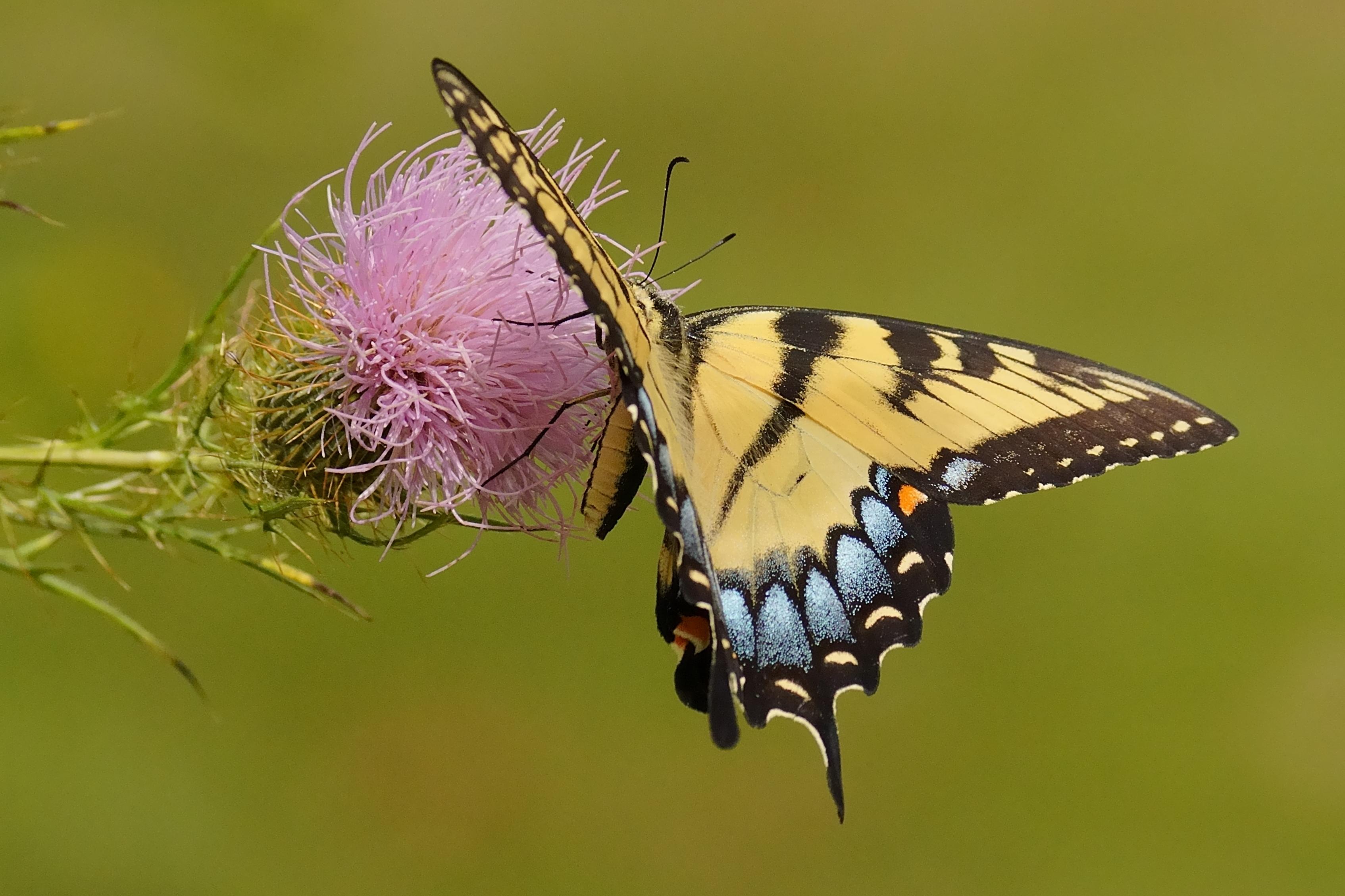 A yellow Eastern Tiger Swallowtail butterfly visits a thistle flower which grows horizontally.