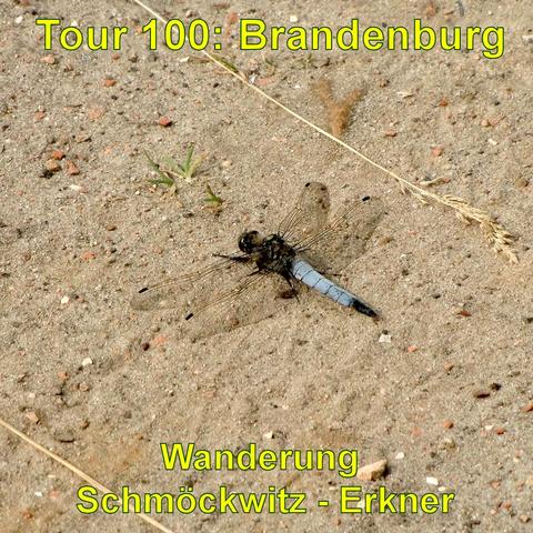 Eine Libelle mit blauem Körper und durchsichtigen Flügeln ruht auf sandigem Boden. Die Umgebung ist karg mit ein paar kleinen Steinen und trockenen Pflanzenresten.
