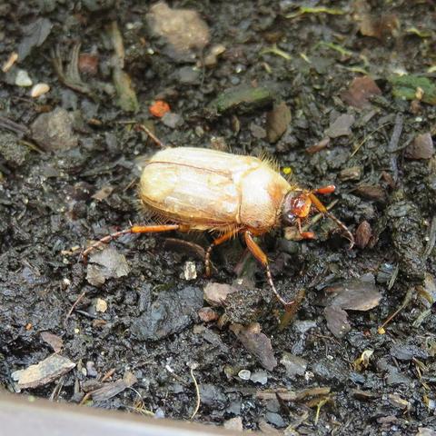 Nahaufnahme eines hellbraunen Käfers mit behaartem Körper auf dunkler, feuchter Erde. Der Käfer besitzt sechs orange-braune Beine, zwei gut erkennbare Fühler und einen glänzenden, leicht gerundeten Rückenpanzer. Der Untergrund besteht aus Erde, kleinen Holzstücken und organischen Resten.