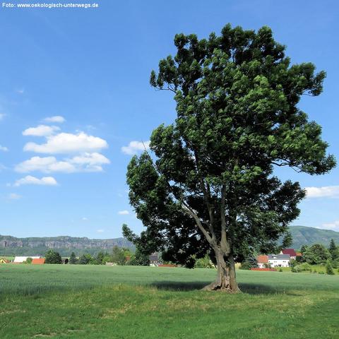 Ein einzelner, großer Laubbaum steht inmitten einer weiten, grünen Wiese. Die Krone ist dicht und unregelmäßig geformt, das Laub leuchtet in kräftigem Grün. Im Hintergrund sind ein Dorf mit bunten Dächern und mehrere Hügel und Felsformationen zu sehen. Der Himmel ist klar und blau mit einigen kleinen, weißen Wolken. Die Szene wirkt ruhig und sommerlich.