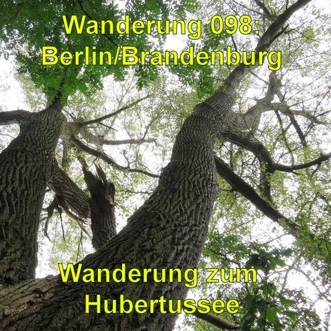 Ein Vogelnest liegt gut versteckt in einer Vertiefung eines alten, verwitterten Baumstamms. Das Nest ist kunstvoll aus kleinen Zweigen, Blättern und anderen natürlichen Materialien gefertigt. Es beinhaltet vier Eier mit einer charakteristischen blau-grünen Färbung und gesprenkelter Textur, die typisch für bestimmte Vogelarten ist. Die umgebende Vegetation ist üppig und grün, was auf einen natürlichen und geschützten Standort hindeutet.