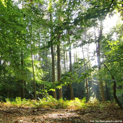 Lichter Mischwald mit hohen, schlanken Bäumen und dichtem Laub. Sonnenstrahlen fallen schräg durch das Blätterdach und beleuchten Farnpflanzen und den mit Laub und Zweigen bedeckten Waldboden. Im Hintergrund wird der Wald dunkler und dichter. Überhängende Äste mit grünen Blättern rahmen das Bild im oberen Bereich ein.