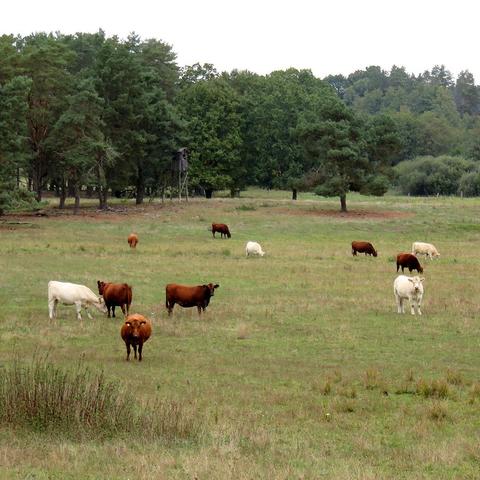 Offene Weidefläche mit mehreren Kühen in Braun- und Weißtönen, die verstreut auf dem grünen, leicht trockenen Gras grasen oder stehen. Im Hintergrund stehen hohe Bäume eines Waldrands mit verschiedenen Grüntönen. Am linken Bildrand befindet sich ein Hochsitz auf Stelzen zwischen den Bäumen. Der Himmel ist bedeckt und grau, es sind keine Menschen sichtbar.