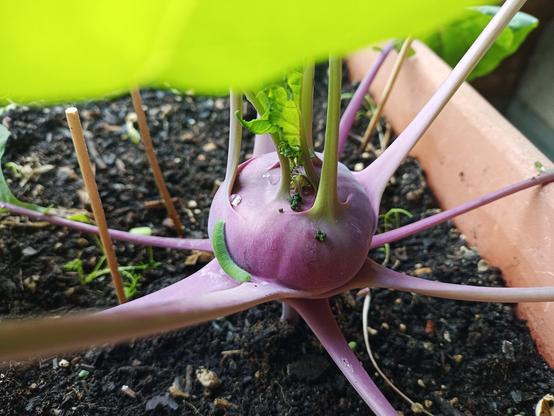 Ein violetter Kohlrabi wächst in einem rechteckigen Pflanzkasten mit dunkler Erde. Mehrere lange, kräftige Stiele ragen strahlenförmig vom runden Knollenansatz ab. Auf der Oberfläche des Kohlrabis sitzt eine kleine grüne Raupe. Einzelne Fraßspuren an den jungen Blättern und dem Kohlrabikopf sind sichtbar. 
