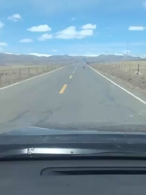 Car pulls up on two marmots grappling with a soundtrack of a curse word filled argument. 