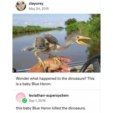 screenshot of 2 post thread: 

clayorey
May 24, 2015 

[photo of a baby blue heron looking very dinosaur-like] 

Wonder what happened to the dinosaurs? This is a baby Blue Heron. 

leviathan-supersystem
Sep 1, 2016 

this baby Blue Heron killed the dinosaurs.
