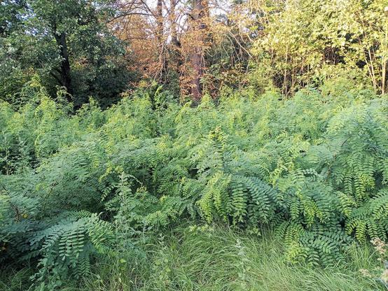 Dichte Vegetation mit üppigem, grünem Laub dominiert den Vordergrund. Die Blätter sind fiedrig und wachsen an zahlreichen, dicht beieinanderstehenden Sträuchern. Im Hintergrund stehen verschiedene Bäume, teils mit grünem, teils mit braunem oder vertrocknetem Laub. Das Licht fällt schräg von der Seite und beleuchtet vor allem die rechte Bildhälfte, wodurch einzelne Blätter glänzen.