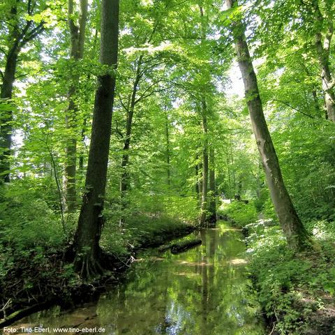 Ein schmaler, ruhiger Bach fließt durch einen dicht bewachsenen Laubwald. Die Bäume stehen eng beieinander und werfen hellgrüne Reflexionen auf die Wasseroberfläche. Sonnenlicht fällt durch das dichte Blätterdach und erzeugt helle Flecken auf dem Boden.