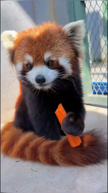 Cute red panda eats a carrot and adorably chews.