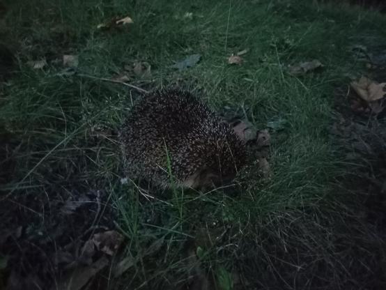 Ein Igel befindet sich auf einer Wiese mit kurzen und langen Grashalmen sowie verstreuten trockenen Blättern. Der Igel ist zusammengerollt oder hat den Kopf nach unten gesenkt, wodurch hauptsächlich seine dunklen, dichten Stacheln sichtbar sind. Die Umgebung wirkt feucht und herbstlich.