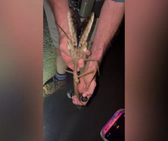 Weighing at up to 44 grams, Acrophylla alta is believed to be the heaviest insect in Australia