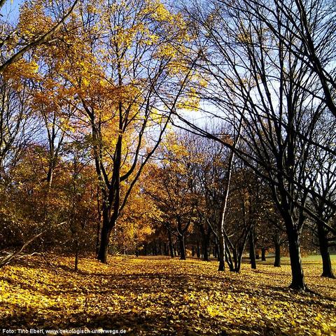 Ein herbstlicher Park oder Wald mit zahlreichen Laubbäumen, von denen viele ihre gelben und orangefarbenen Blätter bereits verloren haben. Der Boden ist dicht mit gefallenen Blättern bedeckt. Die Sonne scheint durch die lichten Baumkronen und erzeugt helle Lichtflecken auf dem Blätterteppich. Einige Bäume im rechten Bereich sind bereits kahl, während andere noch buntes Laub tragen. Der Himmel ist klar und blau, was die warmen Herbstfarben intensiv leuchten lässt.