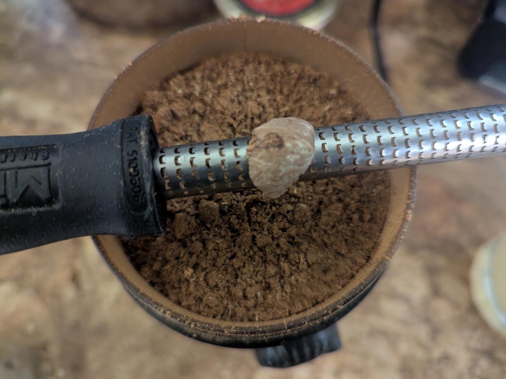 Curved small microplane with a bit of nutmeg on it, over ground up brown spice powder in a grinder