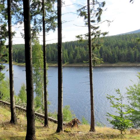 Mehrere schlanke Nadelbäume stehen auf einem leicht abfallenden Hang mit Gras und niedrigem Bewuchs. Im Hintergrund verläuft ein ruhiger See mit dunkler Wasseroberfläche. Auf der gegenüberliegenden Seite des Sees erstreckt sich ein dichter Nadelwald bis zum Horizont. Ein umgestürzter Baum liegt schräg am Ufer. Der Himmel ist teilweise bewölkt, und das Licht ist weich, ohne starke Schatten.