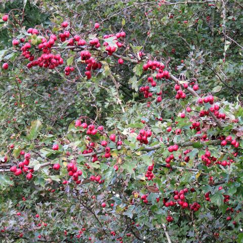 Ein dicht gewachsener Strauch oder kleiner Baum mit zahlreichen dunkelroten, beerenartigen Früchten. Die glänzenden Früchte hängen in kleinen Büscheln an dünnen, verzweigten Ästen. Das Laub besteht aus gezackten, grünen Blättern, die teilweise leicht verfärbt sind. Im Hintergrund ist weiteres dichtes Blattwerk zu erkennen. Die Szene wirkt herbstlich, mit satten Farben und reichem Fruchtbehang.