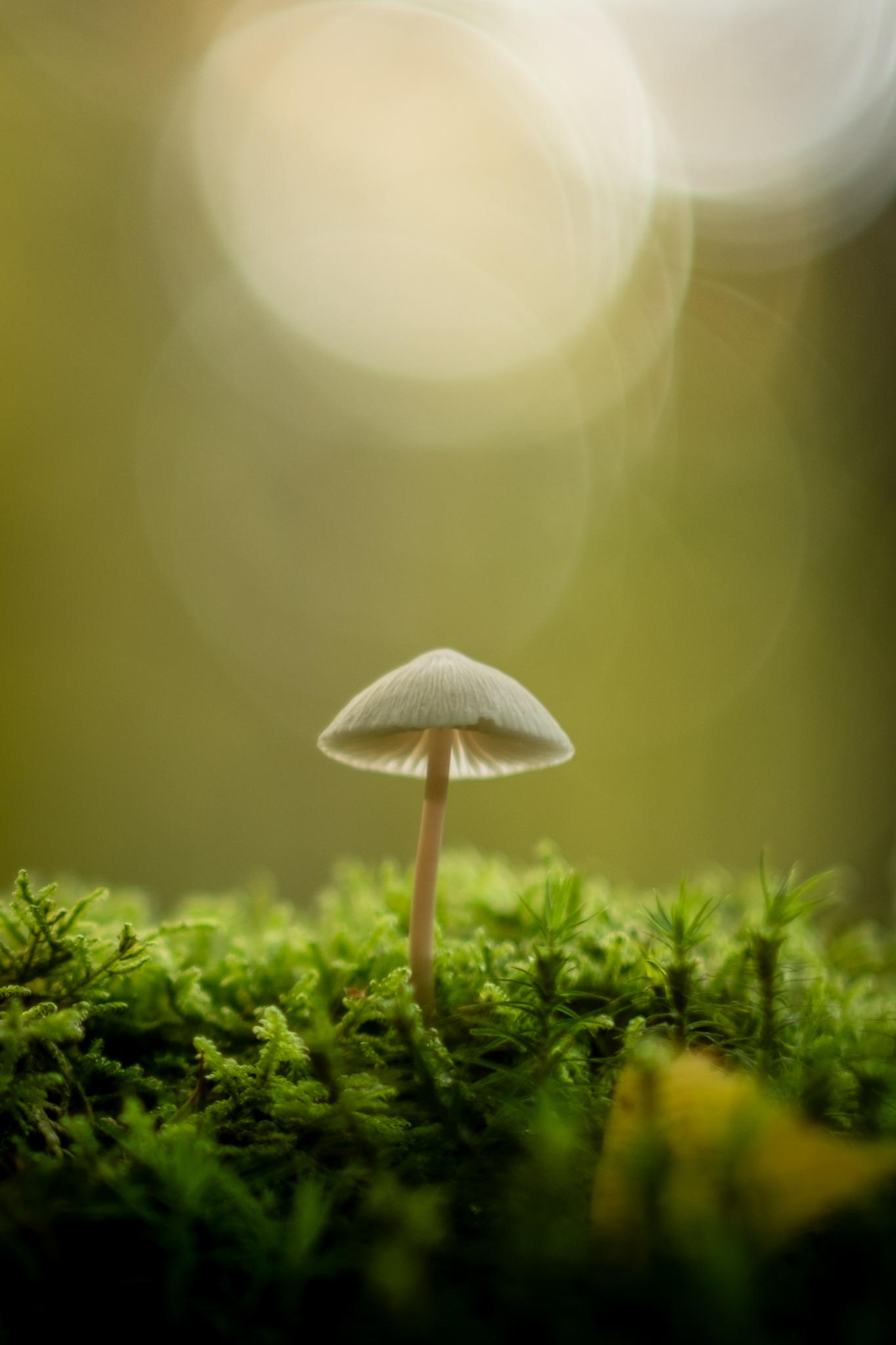A small white mushroom protruding from moss.