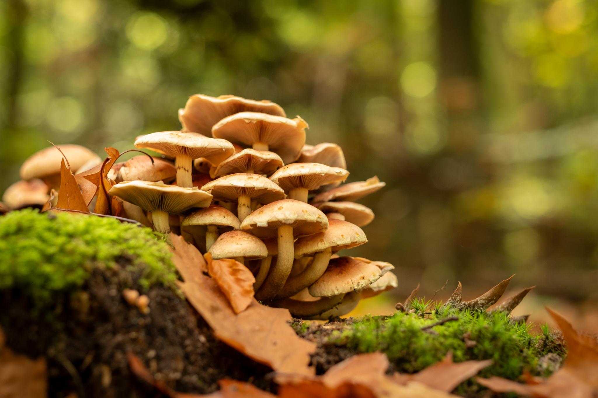 A cluster of brown mushrooms.