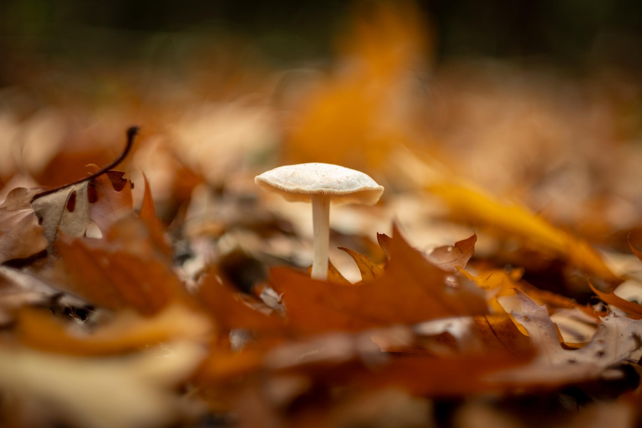 A single mushroom surrounded by brown leaves on the forest floor.