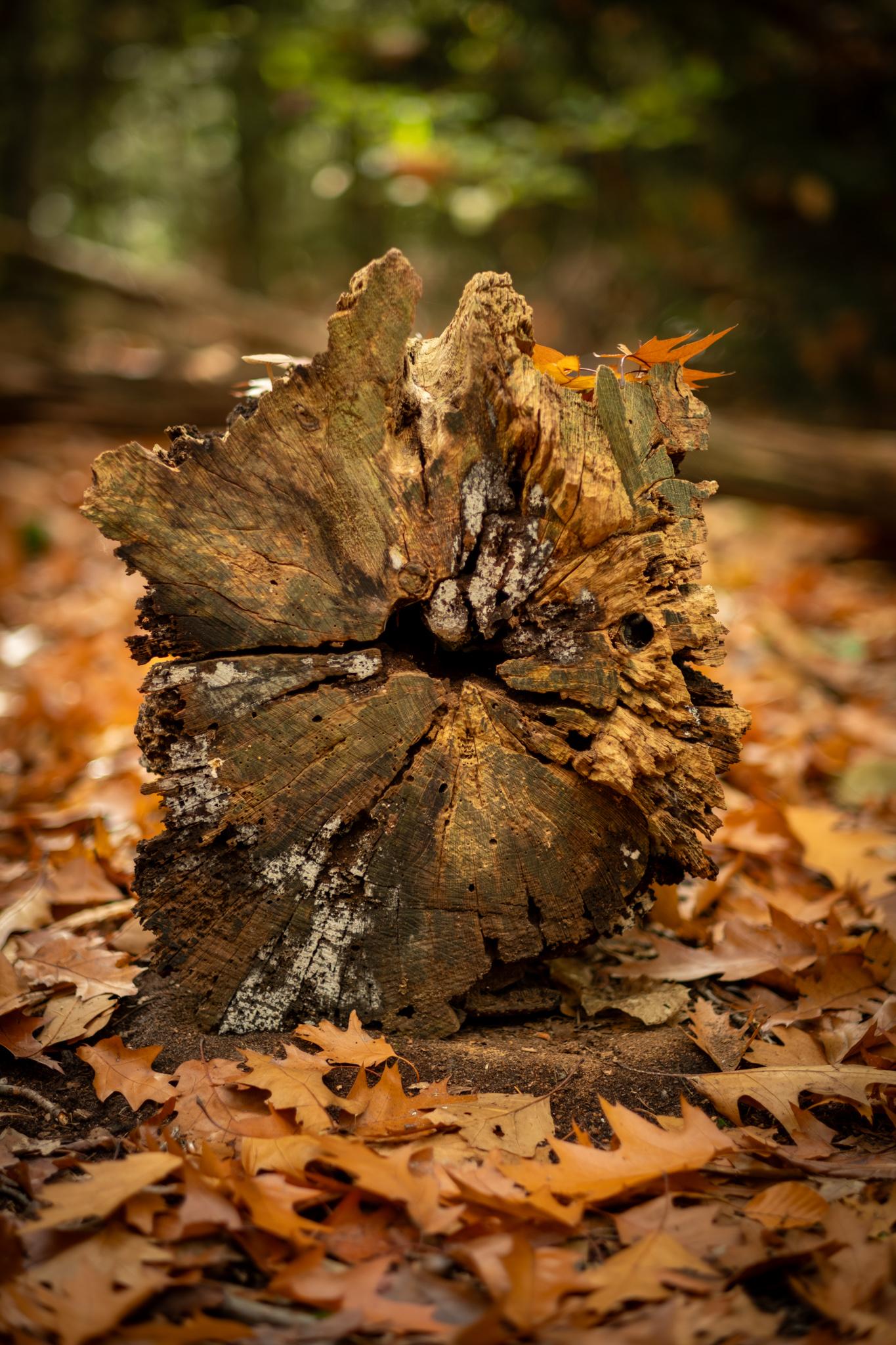 Cross-section of a cut-down tree.