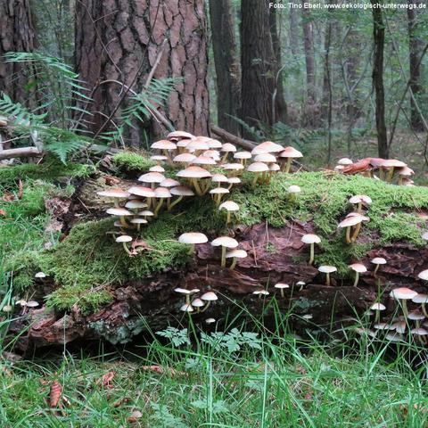Ein umgestürzter, bemooster Baumstamm liegt im Wald auf dem Boden. Darauf wachsen zahlreiche helle Pilze mit beigen bis leicht bräunlichen Hüten in dichten Gruppen. Einige Pilze stehen auch am Boden rund um den Stamm. Im Hintergrund sind Baumstämme von Kiefern und andere Waldbewächse wie Farne und dünne Äste zu sehen. Der Waldboden ist mit Gras und Moos bedeckt, das Licht ist diffus und schattig.