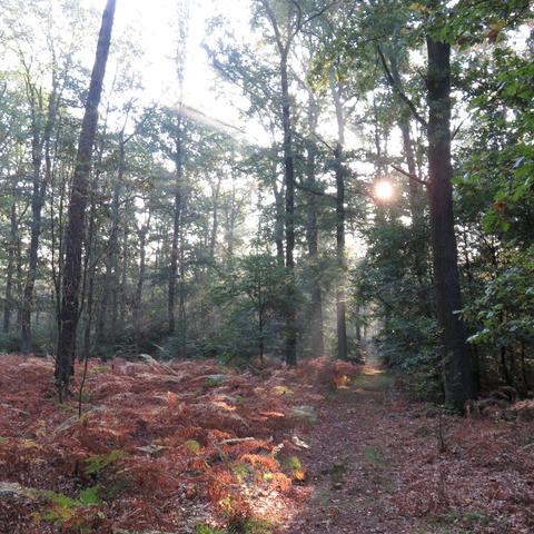 Ein Waldweg führt durch einen lichten Laubwald mit hohen Bäumen. Die Sonne scheint tiefstehend durch das Geäst und erzeugt sichtbare Lichtstrahlen im Dunst. Der Waldboden ist mit trockenem Laub bedeckt, daneben wachsen rötlich-braune Farne, die auf den Herbst hinweisen. Das Licht erzeugt warme Farbtöne und eine ruhige Stimmung.
