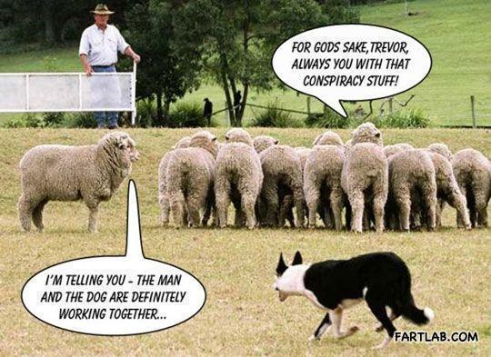 A dog herding sheep with a man holding a fence and one sheep standing alone saying "I'm telling you the man and the sheep are definitely working together," while the other sheep accuse him of being a conspiracy theorist.