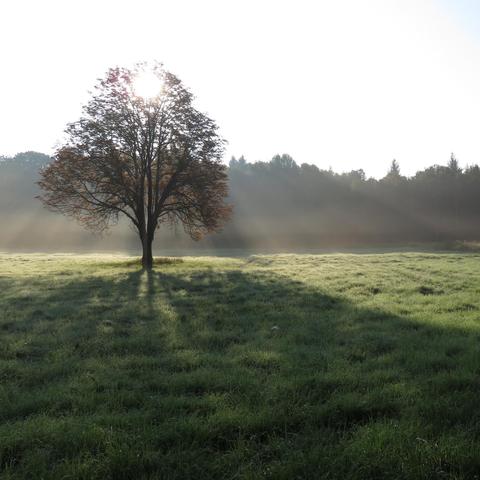 Ein einzelner Laubbaum steht auf einer offenen, mit Tau bedeckten Wiese. Die tiefstehende Sonne scheint direkt durch die Baumkrone hindurch und wirft lange Schatten auf das feuchte Gras. Im Hintergrund befindet sich ein dichter Waldstreifen, der von leichtem Nebel oder Dunst umgeben ist. Sonnenstrahlen durchdringen schräg die Szene und erzeugen eine ruhige, fast mystische Stimmung.