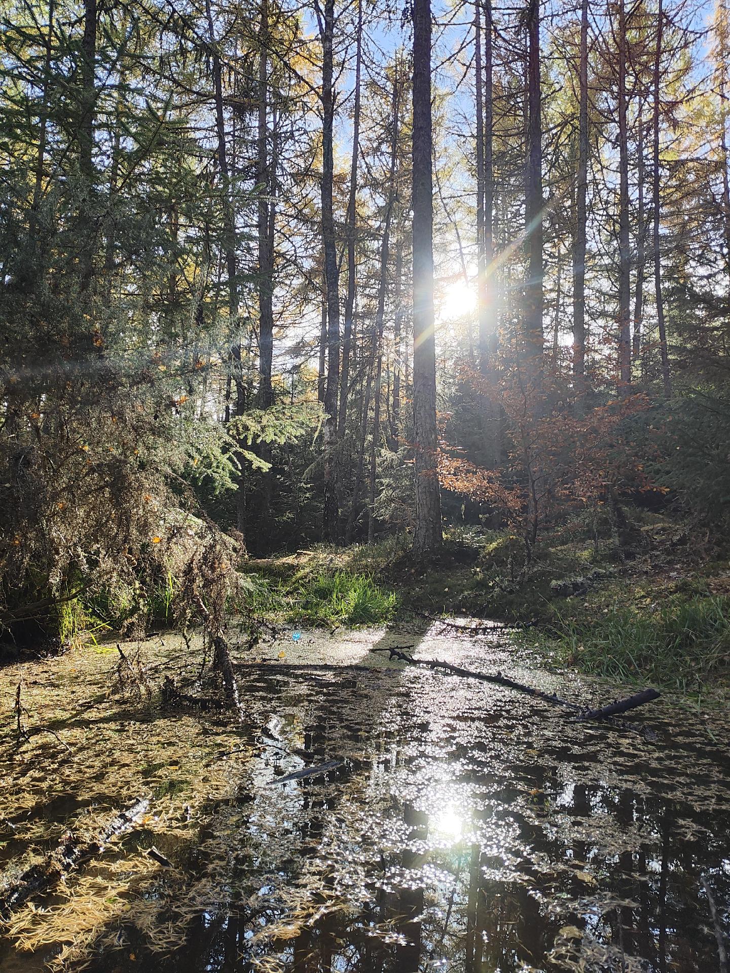 Sun shining through trees. Small pond in foreground reflecting.