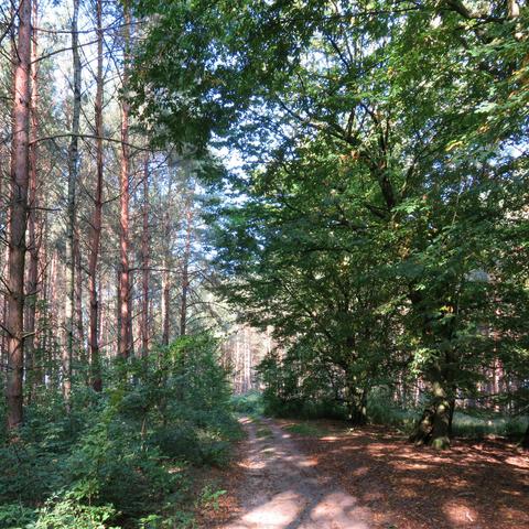 Ein unbefestigter Waldweg verläuft zwischen zwei unterschiedlichen Waldbereichen. Links stehen hohe, gerade gewachsene Nadelbäume mit dünnen Stämmen in gleichmäßigen Reihen. Rechts dominieren breite Laubbäume mit dichter, grüner Krone, die Schatten auf den Boden werfen. Der Boden ist stellenweise mit Laub bedeckt, das Sonnenlicht fällt stellenweise durch die Baumkronen und sorgt für ein lebendiges Lichtspiel.