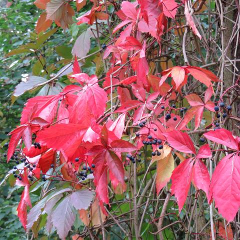 Rankende Kletterpflanze mit zahlreichen fünfteiligen, handförmigen Blättern in kräftigen Rot- und Orangetönen. Zwischen den Blättern hängen hängende Rispen mit kleinen, kugeligen, dunkelblauen beerenartigen Früchten. Die Triebe winden sich um dünne, braune Zweige und bilden ein dichtes Geflecht. Im Hintergrund sind weitere grüne und teils verfärbte Blätter zu sehen. Das Licht ist weich und betont die Blattfarben ohne harte Schatten.