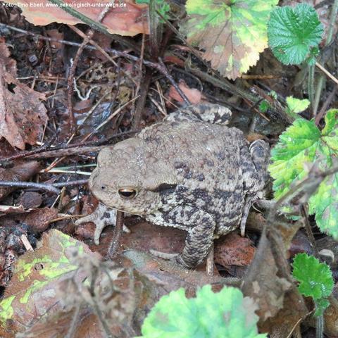 Kräftige, warzige Kröte in Grau- und Brauntönen sitzt zwischen feuchtem Laub und dünnen Ästchen auf dem Waldboden. Der Körper ist gedrungen, die Haut grob strukturiert, die Augen goldbraun mit waagerechter Pupille. Vorder- und Hinterbeine sind angewinkelt, die Zehen enden stumpf. Umgeben ist das Tier von braunen, verwitterten Blättern sowie einzelnen frischen, grün gefärbten Blättern und Kräutern. Der Untergrund wirkt uneben und leicht feucht, die Kröte ist farblich gut an die Umgebung angepass…