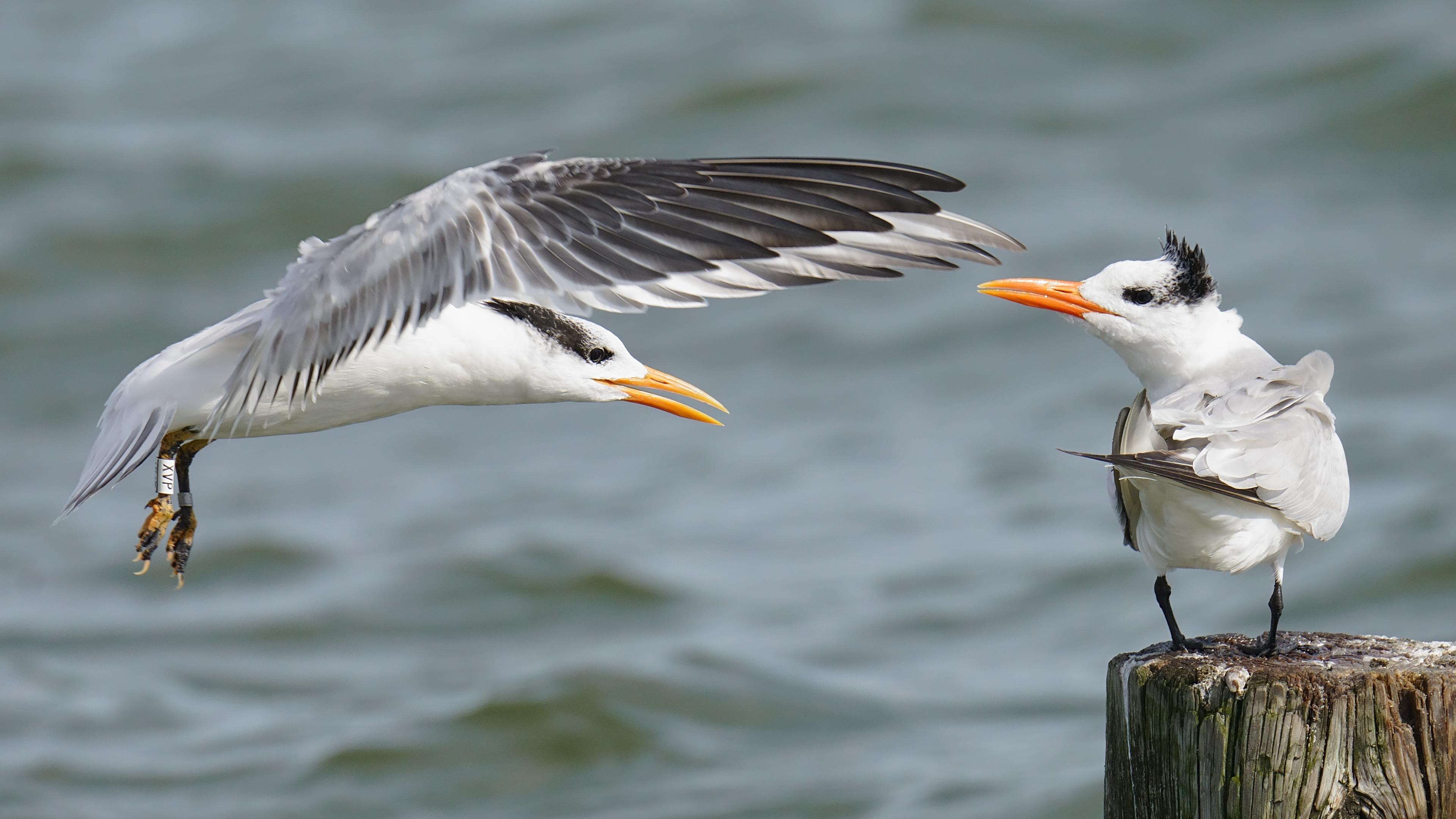 On an overcast day, one Royal Tern is flying in to knock a defending one off its piling perch.