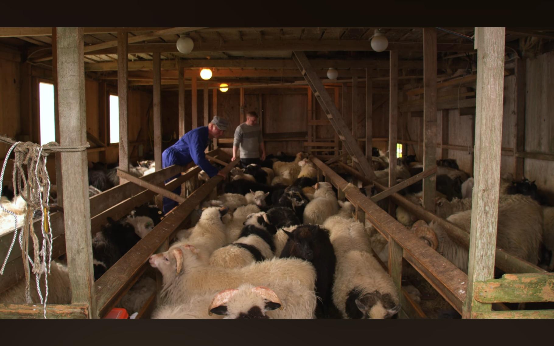 Sheep corralled into the island's communal sheep barn