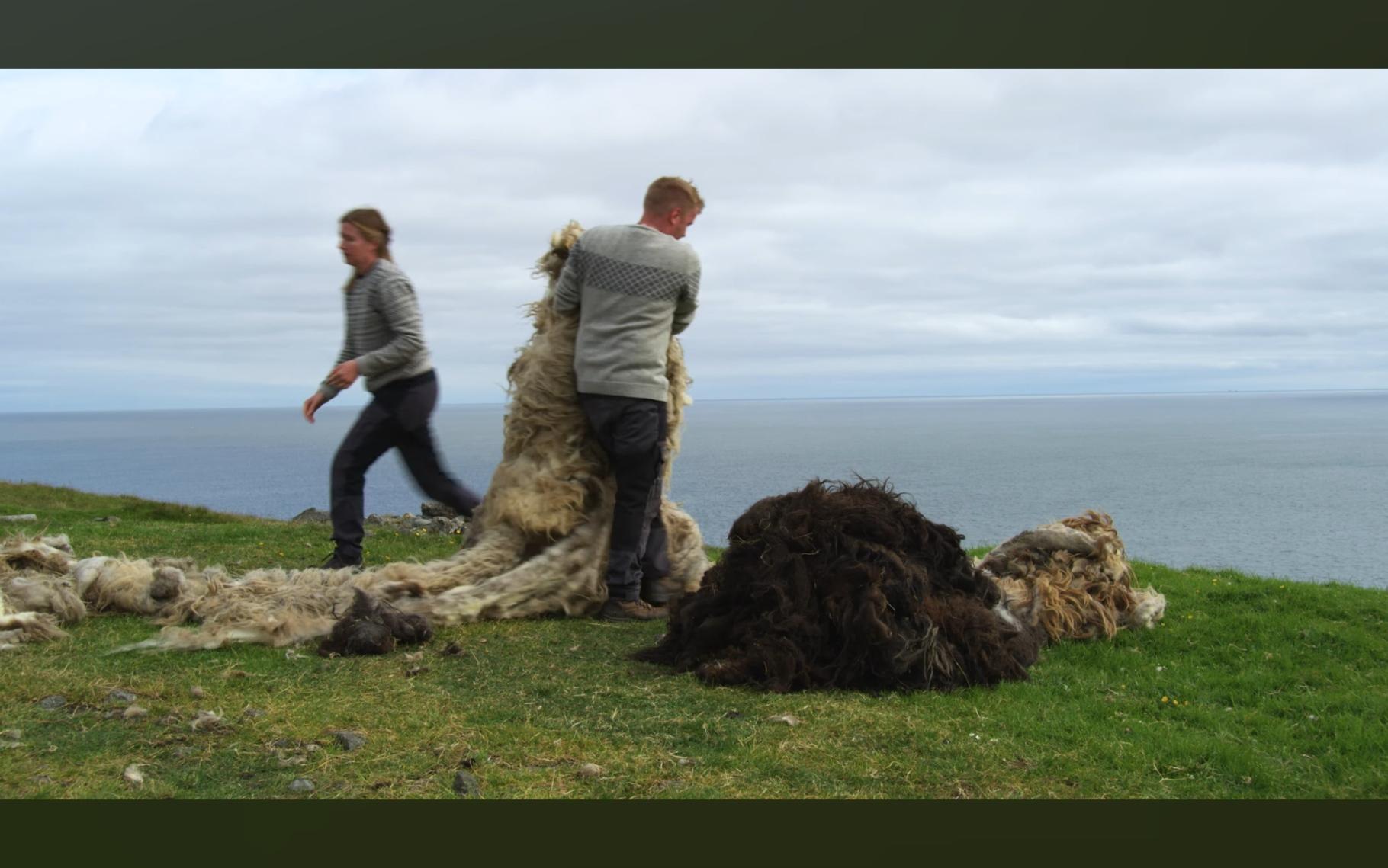 Sheared wool being sorted into five shades categories