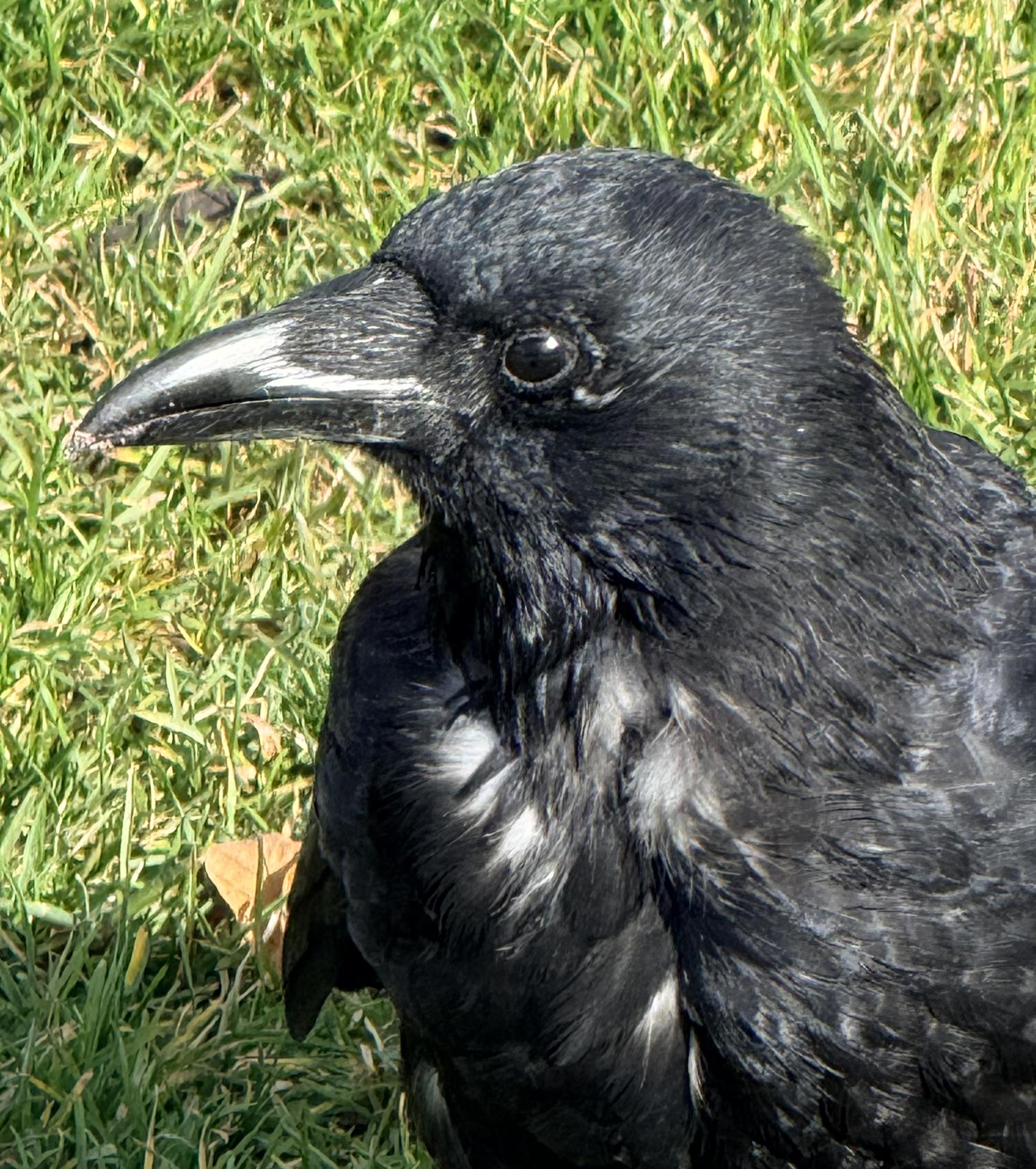 I met this friendly Crow at a park in Stuttgart yesterday hoping for treats