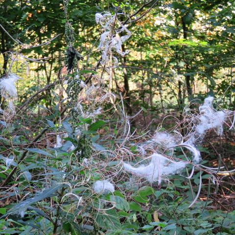 Im Vordergrund ein hoher, krautiger Stängel mit schmalen, länglichen Blättern. Zahlreiche trockene, hellbraune Fruchtstände reißen längs auf und rollen sich zu bandartigen Spiralen. Daran hängen flockige, weiße Faserbüschel und feine Samen, wie kleine Wattepolster an mehreren Zweigen. Einige Partien am Stängel wirken dunkel und körnig. Dahinter dichter, grüner Bewuchs aus Sträuchern und jungen Bäumen; Sonnenflecken fallen durch das Blätterdach auf das Unterholz.