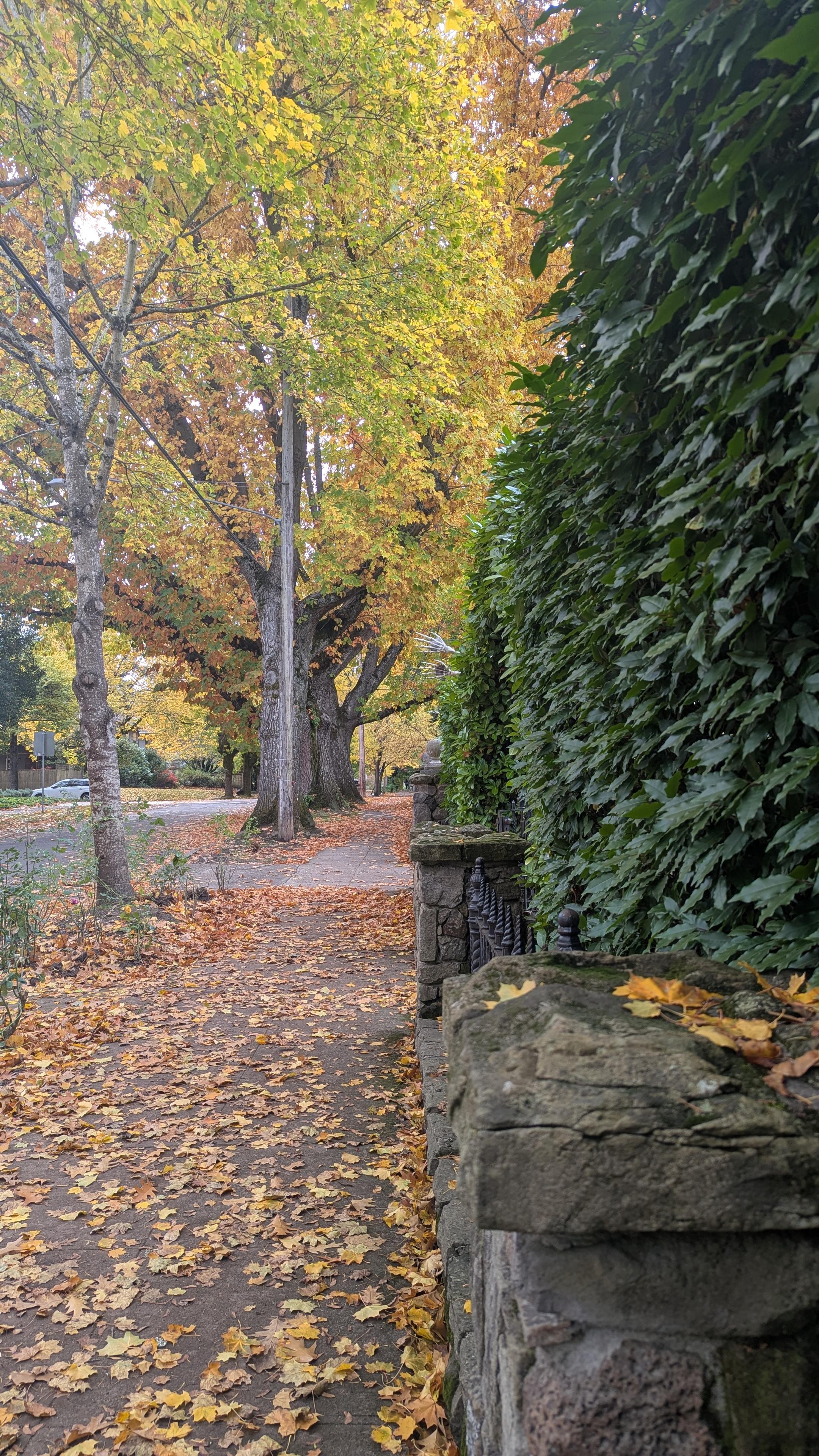 Of you along a sidewalk with trees dropping Autumn leaves. A lush high green hedge is to the right. In the mid distance there are two two skeletal hands sticking out over the hedge into the sidewalk area.