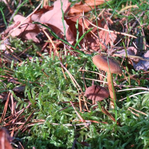 Zwei braune Pilze wachsen dicht beieinander in einem Polster aus glänzend grünem Moos. Der größere Pilz hat einen runden, glatten Hut und einen schlanken, hellbraunen Stiel; daneben ein kleinerer Pilz mit dunklerem Hut. Auf dem Boden liegen zahlreiche trockene Kiefernnadeln und einzelne braune Laubblätter. Sonnenlicht fällt von der Seite ein und zeichnet Schatten der Pilze auf das Moos. Die Szene wirkt nah herangezoomt und detailreich.