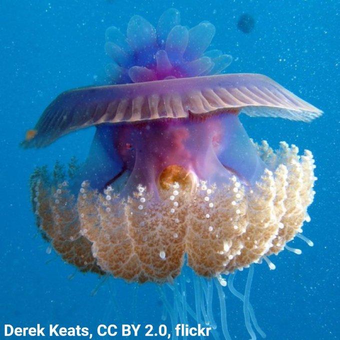 the Cephea cephea, sometimes called the cauliflower jellyfish