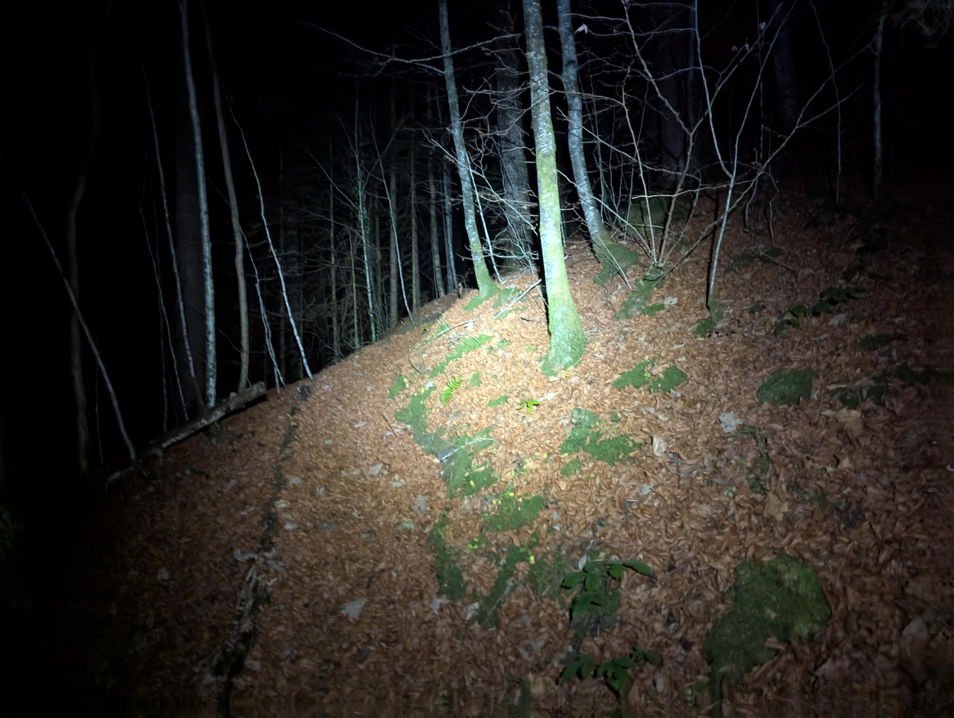 Path in the first, covered with dried leaves. Lit by a lamp.