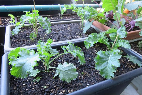 Mehrere Grünkohlpflanzen wachsen in rechteckigen Pflanzgefäßen mit dunkler Erde. Die Pflanzen haben kräftige, grüne, gekrauste Blätter mit dicken Blattstielen. Im Vordergrund befinden sich jüngere Pflanzen mit wenigen, aber großen Blättern. Im Hintergrund sind ältere Pflanzen mit längeren Stielen zu sehen. Einige Pflanzgefäße bestehen aus Kunststoff, andere aus Terrakotta oder ähnlichem Material. Die Pflanzen stehen dicht nebeneinander auf einem Balkon oder einer Terrasse, teilweise mit weitere…