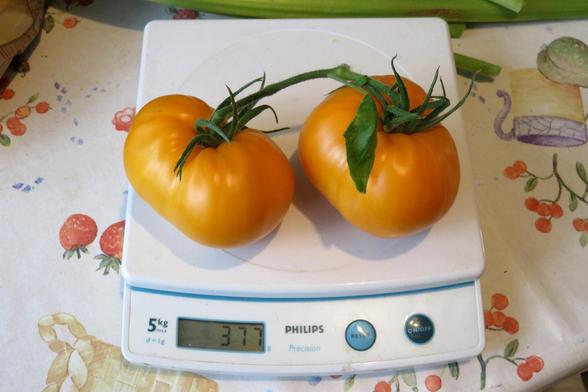 Zwei große, orange-gelbe Fleischtomaten mit grünem Stielansatz und Blattresten liegen nebeneinander auf einer weißen Küchenwaage. Die Tomaten sind leicht gerippt und haben eine unregelmäßige Form. Die Waage steht auf einer gemusterten Tischdecke mit Frucht- und Pflanzenmotiven. Im Hintergrund ist ein Teil eines grünen Gemüsestängel vom Rhabarber zu sehen,