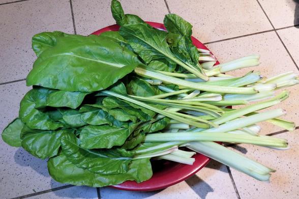 Frisch geerntete Mangoldblätter liegen gebündelt in einer großen roten Schüssel auf einem gefliesten Boden. Die Blätter sind groß, glänzend und sattgrün, während die kräftigen Blattstiele überwiegend hellgrün bis weißlich gefärbt sind. Die Schnittflächen an den Enden der Stiele sind frisch, teils leicht ausgefranst.