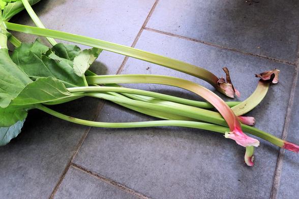 Frisch geerntete Rhabarberblätter